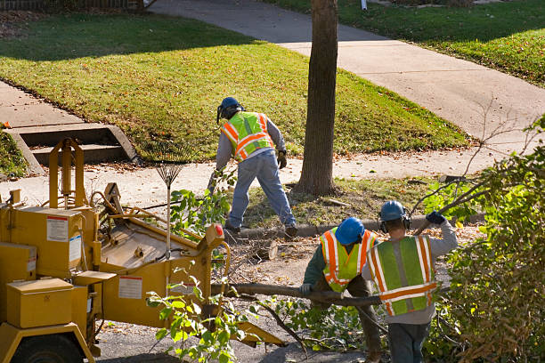 Professional  Tree Services in Blaine, WA