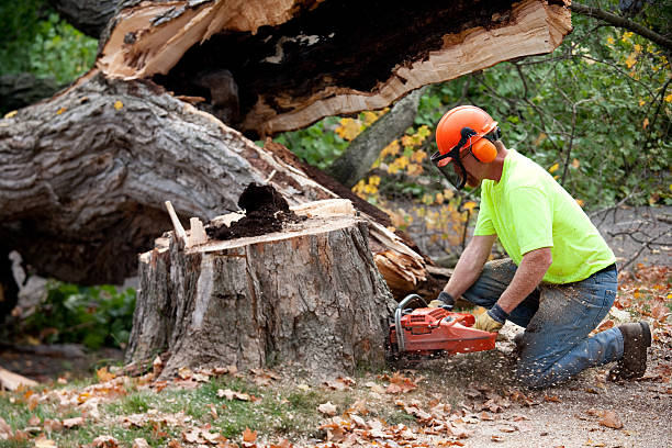 Best Utility Line Clearance  in Blaine, WA